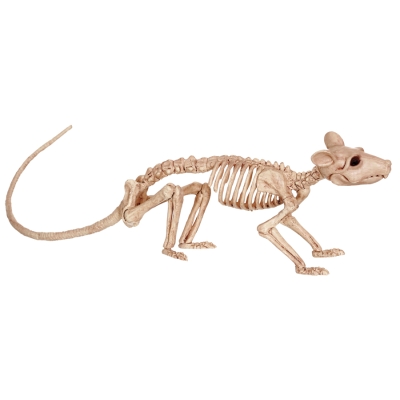 Rat Skeleton