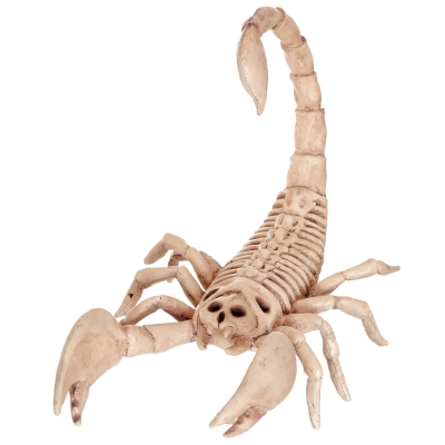 Scorpion Skeleton