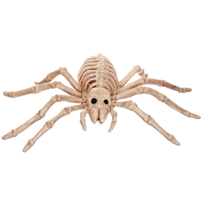 Spider Skeleton