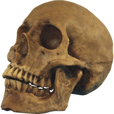 Resin Cranium (1 In Box)
