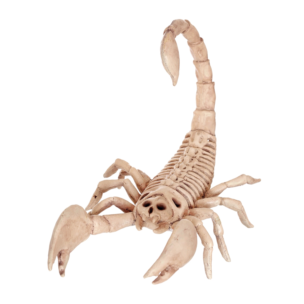 Scorpion Skeleton