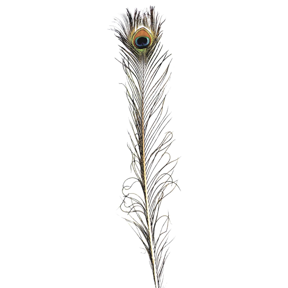 Feather Peacock