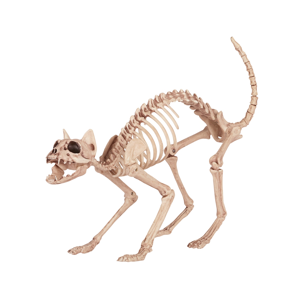 Skeleton Cat