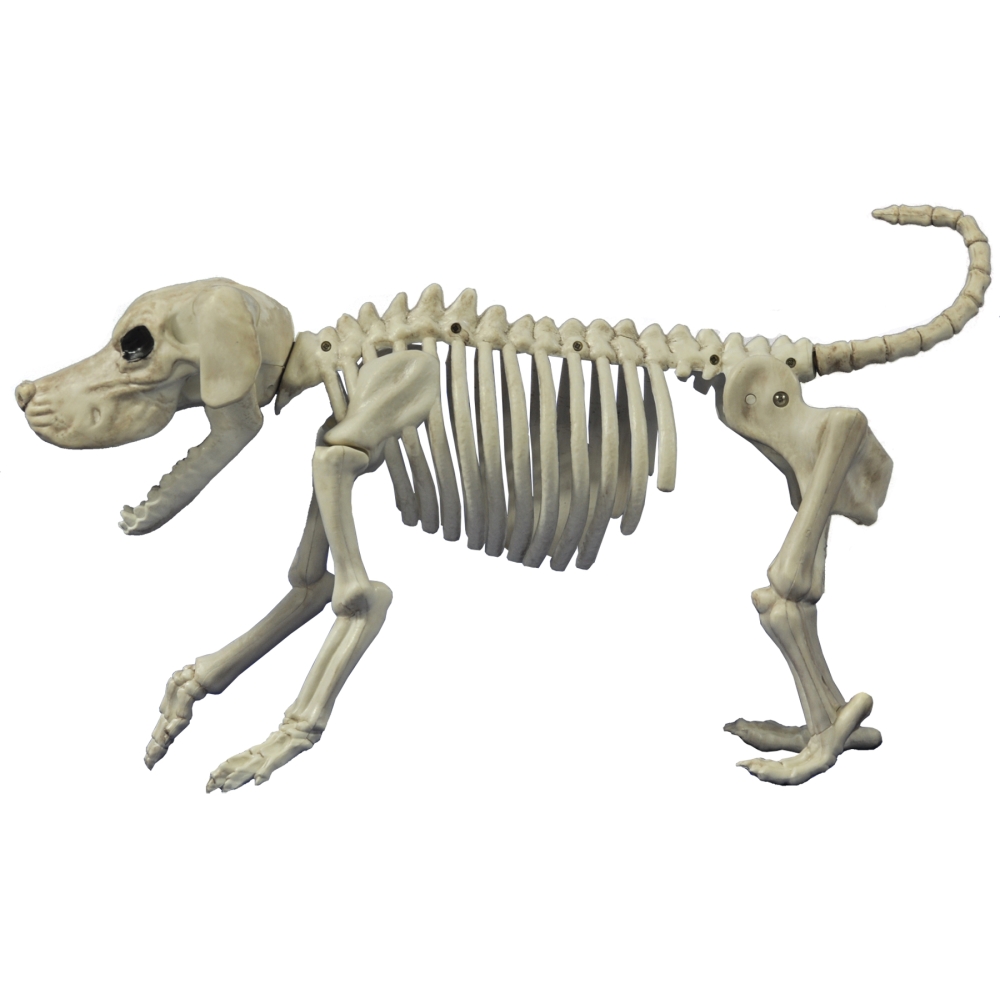 Beagle Bonez