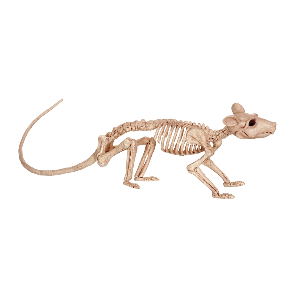 Rat Skeleton