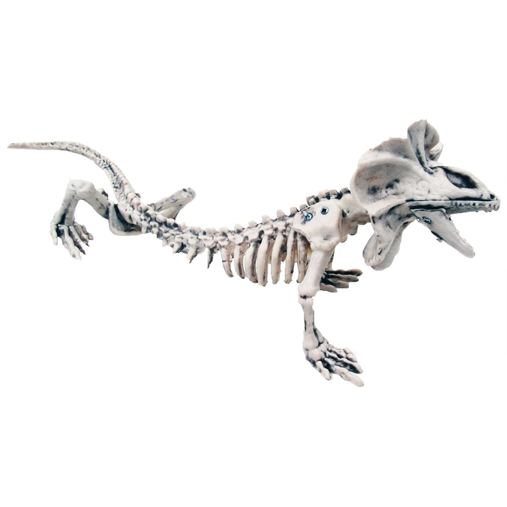 Skeleton Lizard 16 Inches