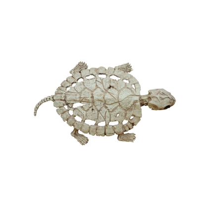 Turtle Skeleton