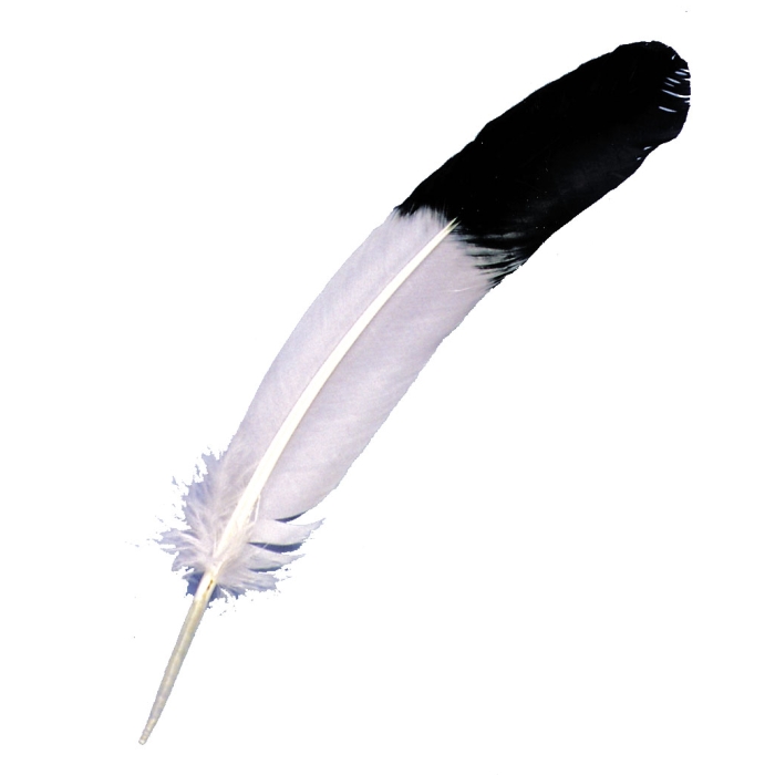 Eagle Tip Feather