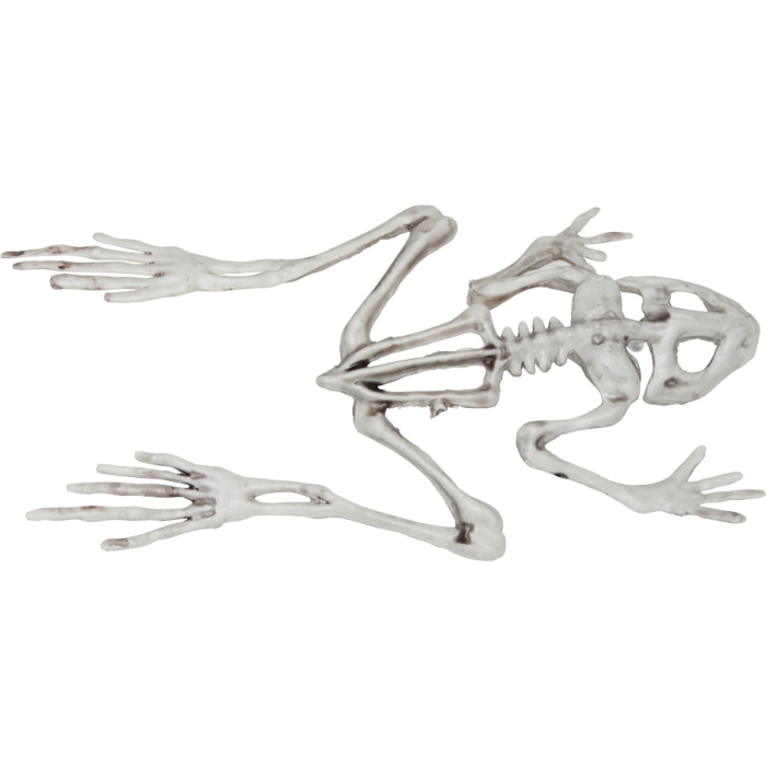 Frog Skeleton