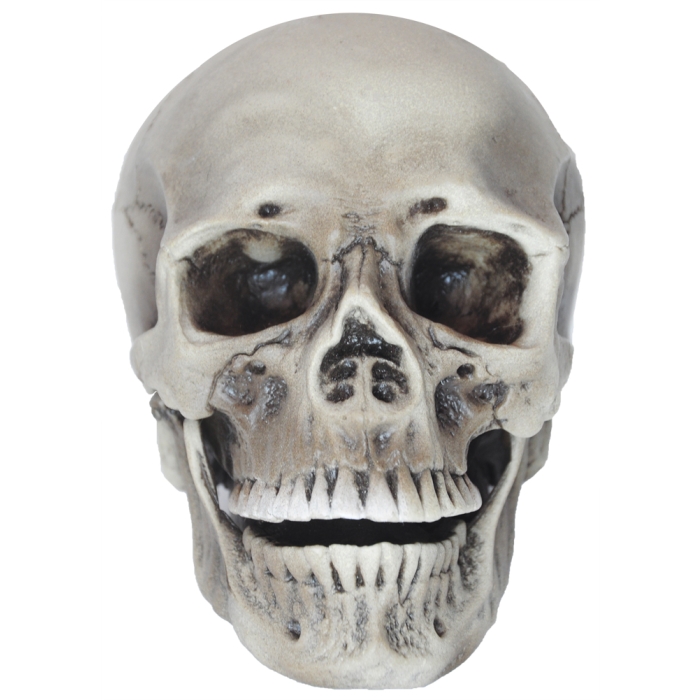 Realistic Rotting Skull