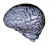 Brain-Human Grey