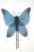 Wings Child Butterfly Blue