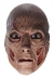 Freddy Kreuger 3/4 Adult Mask