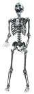 Skeleton Steel Gray Lghtup 5Ft