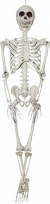 Skeleton 36 Inch