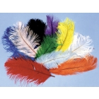 Ostrich Plumes White