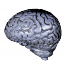Brain-Human Grey