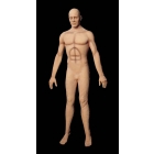Flex Body Male