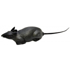 Rat Individual