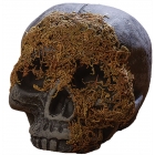 Skull Moss Covered No Jaw