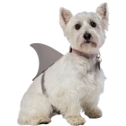 Shark Fin Dog Medium