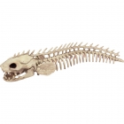 Skeleton Eel