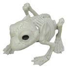 Frog Skeleton