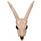Skeleton Gazelle Head