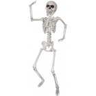 Skeleton 24 In.