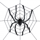 Spider Web With Spider
